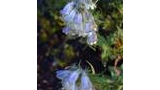 Clusters of small, bell-shaped pale blue and white flowers on green stems with leaves