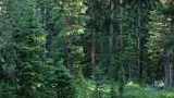 Dense spruce and fir forest with sunlight filtering through the trees onto the green understory