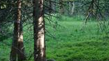 Sunlight filtering through tall spruce and fir trees onto green undergrowth and a forest floor covered with plants and a fallen tree branch