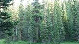 lush green meadow bordered by tall pine and fir trees under bright daylight
