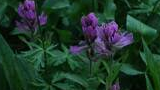 Clusters of small, tubular purple flowers surrounded by green leaves in a forest setting