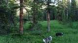 Two dogs walking through a lush green forest clearing with scattered wildflowers and tall evergreen trees