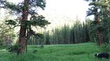 lush green meadow with tall grasses and wildflowers surrounded by dense spruce and fir trees, with a black and white dog walking through the grass on the right