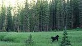 Black and white border collie running through a green meadow with small wildflowers, bordered by tall evergreen trees