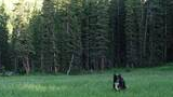 black and white dog standing alert in a green meadow with tall pine trees in the background