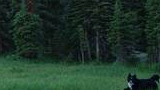Black and white dog standing in a grassy meadow with wildflowers in front of dense pine trees