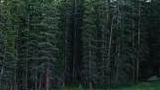 Dense forest of tall spruce and fir trees with a green meadow in the foreground and a small black dog standing in the grass