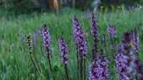 Purple wildflowers blooming in a green meadow with trees in the background