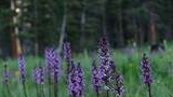 Tall, slender spikes of purple wildflowers standing in a green meadow with a pine forest background