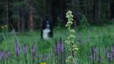 Close-up of a tall green wildflower with small white blossoms in a meadow with other purple and yellow wildflowers and a blurred black and white dog in the background near trees