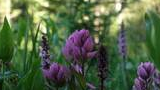 Close-up of purple wildflowers among green leaves with a blurred forest background