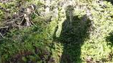 Shadow of a person and a dog cast on green shrubs and pine trees in a sunlit forested area with part of the dog's face visible on the right