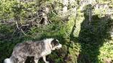 gray and white dog standing on green plants with dense forest vegetation in bright sunlight casting shadows