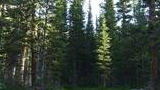 Dense forest of tall spruce and fir trees with sunlight filtering through, illuminating patches of green undergrowth and a tree stump