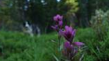 Purple wildflowers in focus with green foliage and trees blurred in the background, along with an out-of-focus dog lying in the grass