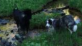Two dogs standing near a shallow stream surrounded by lush green vegetation