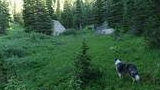 A dog standing on a green forest floor with wildflowers, surrounded by tall spruce and fir trees, with large boulders in the background