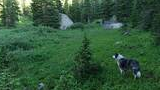 A black and white dog standing in a lush green meadow surrounded by dense evergreen trees with large rocks scattered in the background
