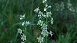Delicate white flowers on thin green stems set against a blurred background of lush green grass and foliage