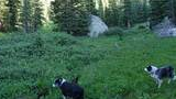 Two black and white dogs standing in a lush green meadow with wildflowers, surrounded by tall evergreen trees and large boulders