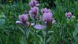 Cluster of purple wildflowers surrounded by green leaves and grass with a few small yellow flowers nearby