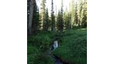 A narrow forest stream winding through dense green vegetation and wildflowers beneath tall pine trees