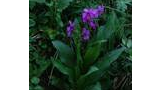 Cluster of small purple flowers with broad green leaves and surrounding grass and foliage, covered with water droplets