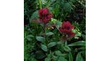 Two tall stems with clusters of deep red flowers surrounded by lush green foliage with droplets of water