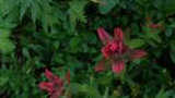 Small red wildflowers with pointed petals surrounded by green foliage