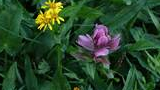 small cluster of yellow wildflowers and a single purple wildflower among green foliage with water droplets