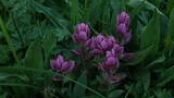 Cluster of small purple wildflowers surrounded by green leaves and grass