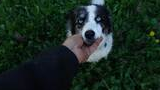 Person's hand gently holding the chin of a black and white dog with striking blue eyes, surrounded by green foliage with some yellow and purple flowers