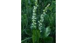 Two tall stalks of slender white flowers surrounded by green leaves and grass