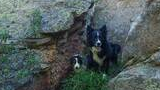 Two black and white border collies standing between large rocky boulders with greenery around them