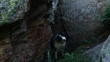 Black and white dog with blue eyes standing between large moss-covered rocks in a shaded forest area