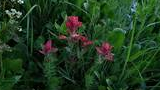 Small cluster of vibrant red wildflowers growing among dense green grass and other foliage