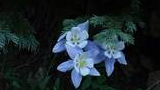 Three pale blue and white wildflowers beneath dark green pine branches