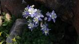 Cluster of delicate blue and white flowers growing among green foliage and rocks