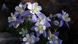 Cluster of delicate purple and white wildflowers growing among rocks under soft natural light