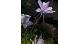 Delicate light purple and white columbine flowers with long, slender spurs against a dark rocky background