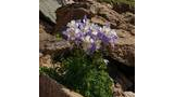Cluster of pale purple and white wildflowers growing among rocky terrain with green foliage