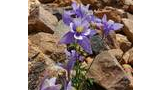 Cluster of delicate purple wildflowers with yellow centers growing among light brown rocky terrain