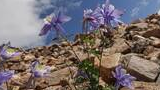 Delicate purple and white wildflowers growing among rocky terrain under a partly cloudy sky