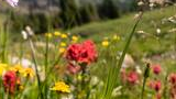 Colorful wildflowers in a sunlit meadow with green grass and hills in the background