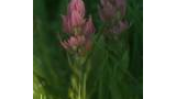 Close-up of pink wildflowers among green foliage in soft natural light