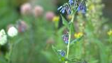 Close-up of delicate bell-shaped blue and pink flowers on a slender green stem surrounded by blurred greenery and other wildflowers