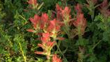 Cluster of bright red wildflowers with green foliage in the background