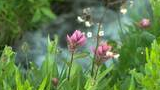 Pink wildflowers and green leaves with small white flowers in a natural outdoor setting