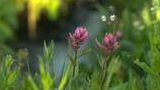 Two small pink wildflowers among green foliage with soft sunlight in the background