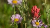 Purple wildflowers with yellow centers surrounding a bright red wildflower bud in green grass